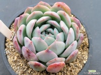 제이드글로우 0319 : 다육식물 - 엑스플랜트