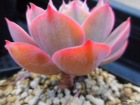 칠변화금674 - 엑스플랜트