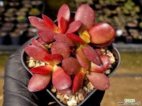 렉시 27-63 : 다육식물 - 엑스플랜트