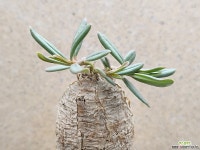 아프리카식물/탈리늄카프룸-4069 아프리카농장 : 아프리카식물(코덱스) - 엑스플랜트