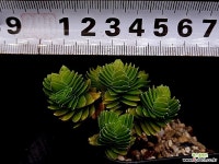 에스테크놀 30-16 - 엑스플랜트