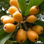 비파나무 묘목 접목1년(대방) 화분묘 [같이가치농원] : 꽃나무 묘목 - 엑스플랜트 비파나무 묘목 접목1년(대방) 화분묘  [같이가치농원] : 꽃나무... 