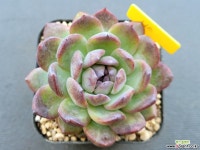 잼스톤 (New goods) 0321 - 엑스플랜트