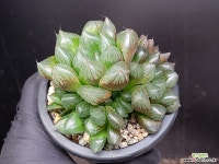 수정(대묘) 53-41 : 하월시아 - 엑스플랜트