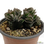 부다템플군생 - 엑스플랜트