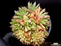 마제스타(대) 35-38 - 엑스플랜트