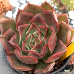 핑크바니 - 엑스플랜트