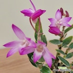 경흥복륜석곡 : 야생화 - 엑스플랜트