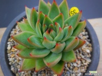 스타게이트 - 엑스플랜트