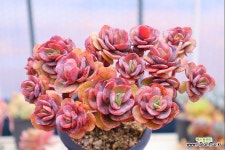 수연(자연)3-560 : 다육식물 - 엑스플랜트