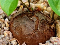 구갑룡032542 - 엑스플랜트