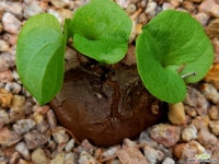 구갑룡032542 - 엑스플랜트