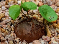 구갑룡032542 - 엑스플랜트