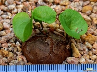 구갑룡032542 - 엑스플랜트