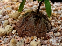 구갑룡032543 - 엑스플랜트