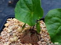 구갑룡032543 - 엑스플랜트