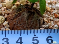 구갑룡032543 - 엑스플랜트