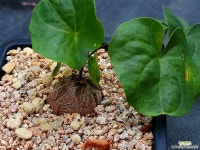 구갑룡032543 - 엑스플랜트