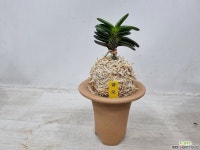 금오(옥금강묵) : 풍란 부귀란(명품관) - 엑스플랜트