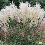 그린라이트 그라스 (특대품/7치슬릿화분) : 야생화 - 엑스플랜트