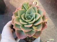 아이시핑키금 - 엑스플랜트