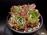 엘샤 37-26 : 다육식물 - 엑스플랜트