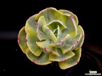 앙팡금 37-28 - 엑스플랜트