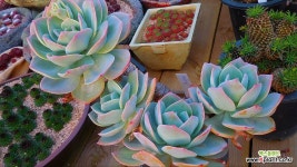 백봉 왕목대032741 - 엑스플랜트