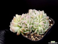 산체스마요라데 40-45 - 엑스플랜트