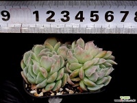 산체스마요라데 40-45 - 엑스플랜트