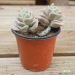 러블리로즈 032807 - 엑스플랜트