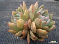 레드와인03361 - 엑스플랜트