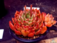 사라보니032907 - 엑스플랜트