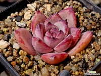 라탐(소) 43-157 - 엑스플랜트