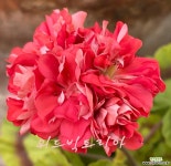 한국제라늄 위드빅토리아 : 관엽식물 - 엑스플랜트