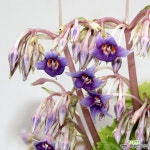 보라바위달매 독특한잎에 별보양의 멋진꽃을 피우는 품종이죠 : 야생화 - 엑스플랜트