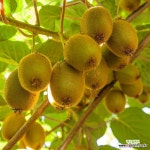 키위나무 묘목 양다래 (그린키위) (바운티71대목) 접목1년특묘,같이가치농원 : 과일/열매 나무 묘목 - 엑스플랜트