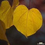 황금잎박태기나무 묘목 접목특묘,같이가치농원 : 조경나무 묘목 - 엑스플랜트