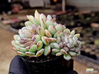 로빈 1-235 - 엑스플랜트