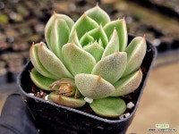 천사젤리 2-163 - 엑스플랜트