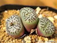 RR714 104-5111 - 엑스플랜트