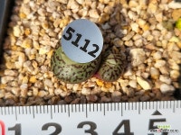 RR714 104-5112 - 엑스플랜트