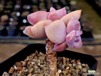 짚시 3-203 - 엑스플랜트