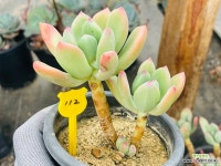 청성미인 : 다육식물 - 엑스플랜트