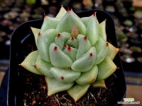 실버쿠스 3-232 - 엑스플랜트