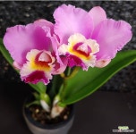 카틀레아 카틀레야 게이꼬 향기나는 꽃 특이난 서양난 : 카틀레야 - 엑스플랜트