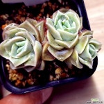 러블리로즈040523 - 엑스플랜트