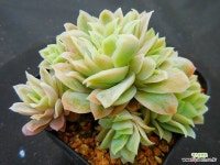 라즈베리금2686 - 엑스플랜트