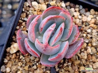 아미스타 5-129 - 엑스플랜트