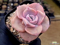 짚시 5-160 - 엑스플랜트